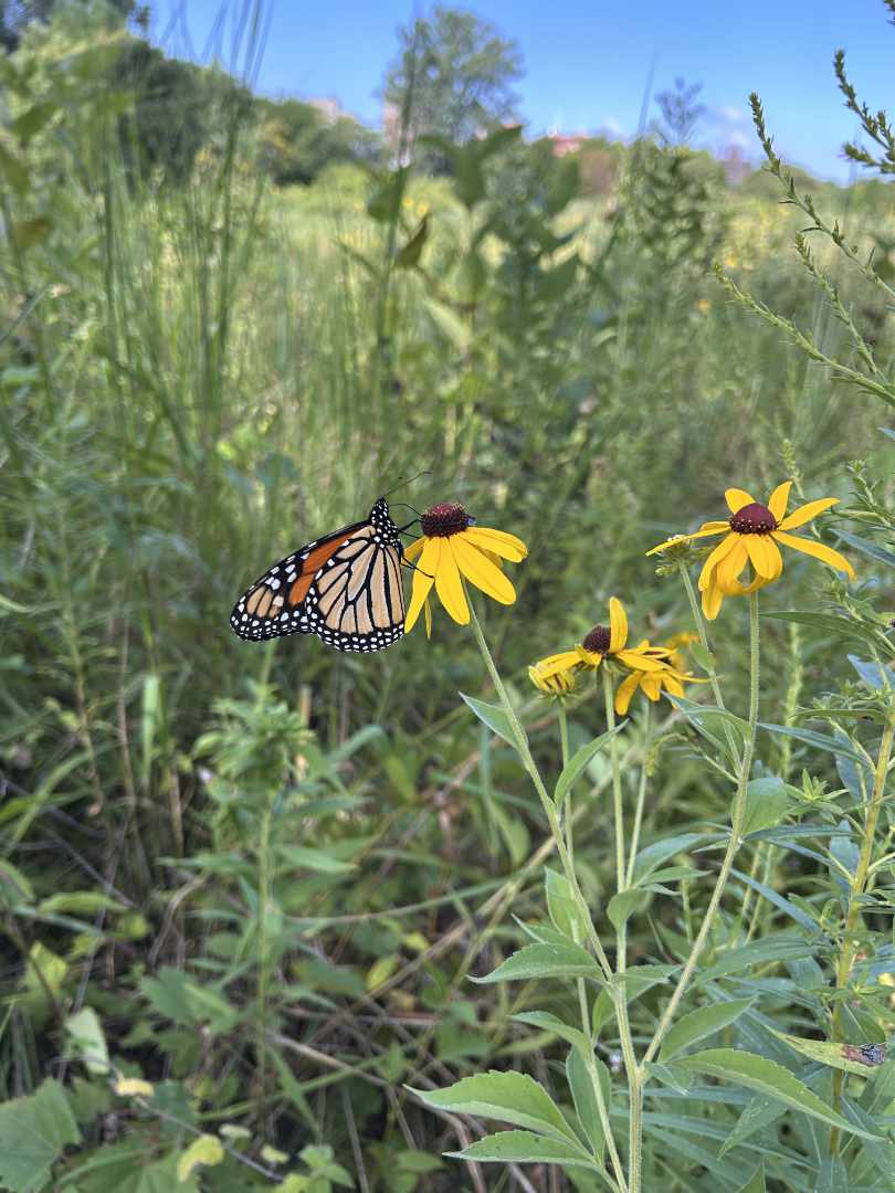 Monarch butterfly snacking on echinacaea inside the Sanctuary