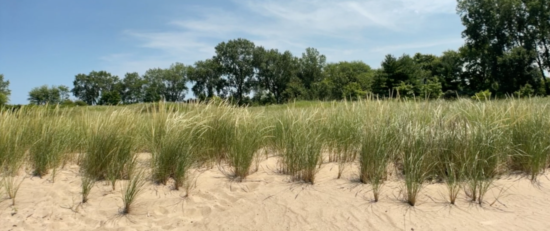photo of tall grasses waving in the wind on sandy dunes with trees in the far background.