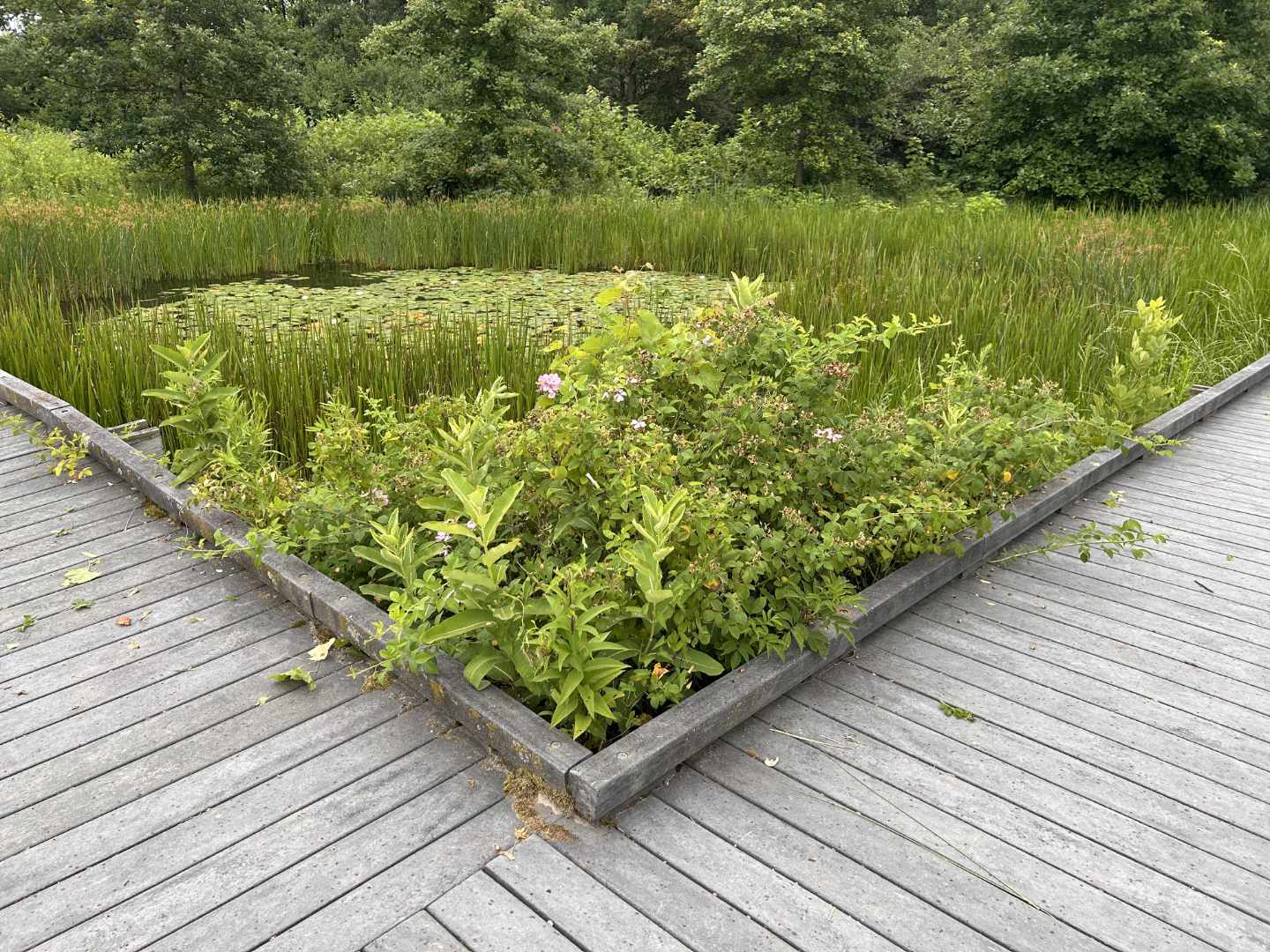 photo of the corner pathway that surrounds the lagoon, featuring pink flowers, waterlilies, and tall grasses, with trees in the background.