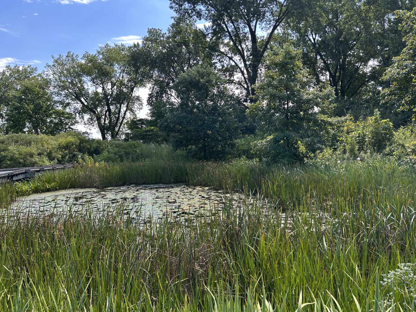 Photo of the lagoon and bridge on a sunny day at the Sanctuary with waving tall grasses and lily pads. Cotton Woods loom in the distance.