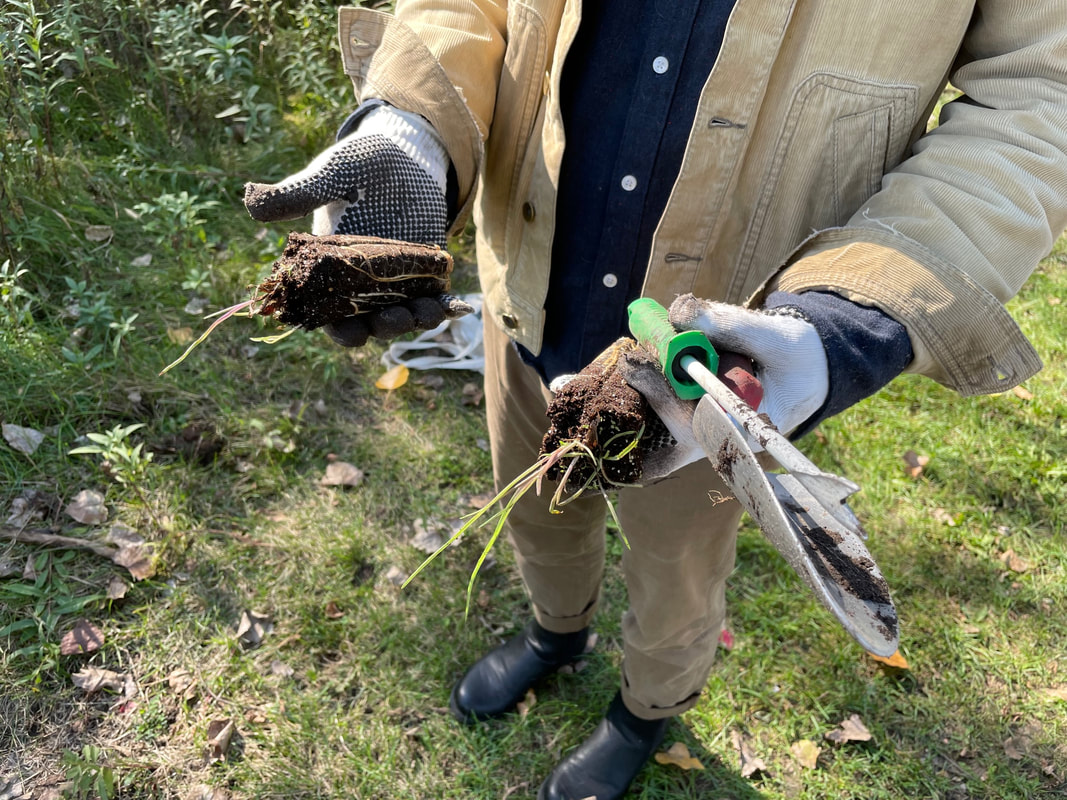 Photo of person's hands holding two plant plugs and a spade.