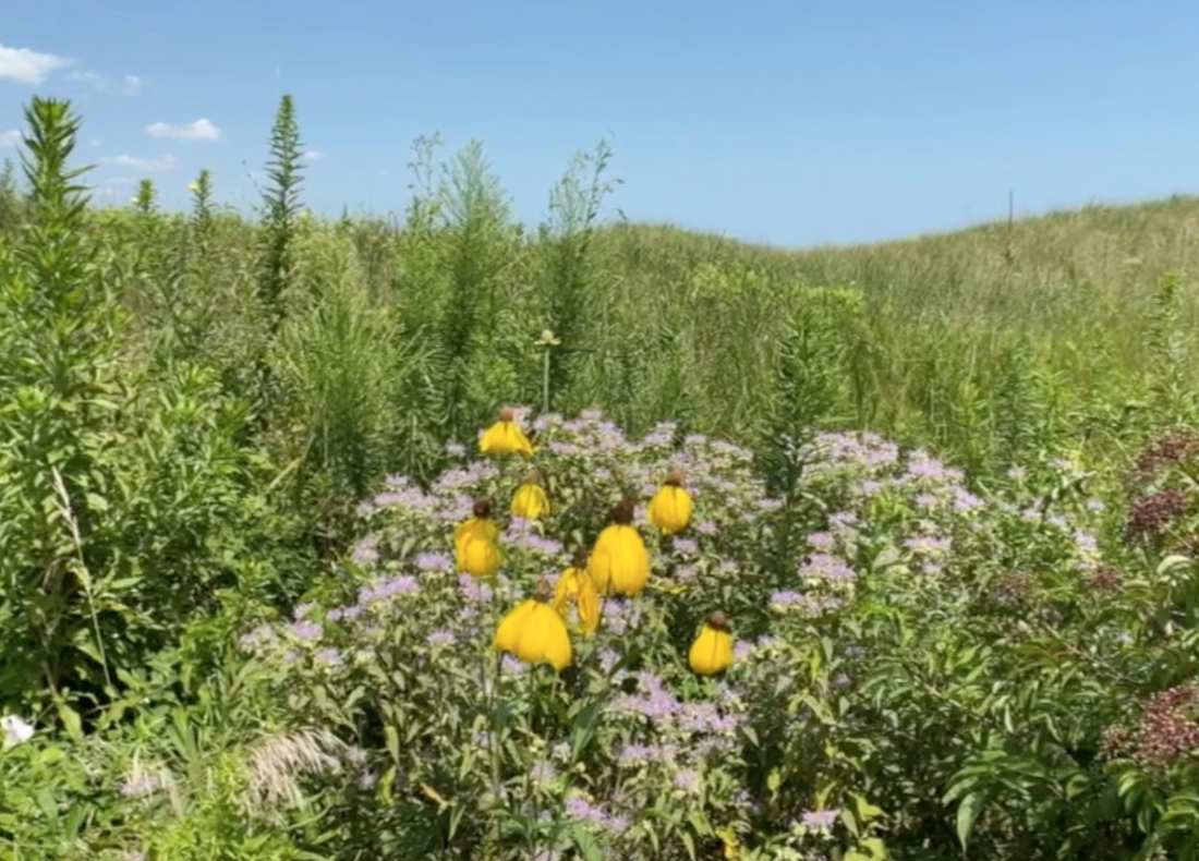 photo of a monarch butterfly snacking on a brown eyed susan in a field of tall prairie grasses a wildflowers.