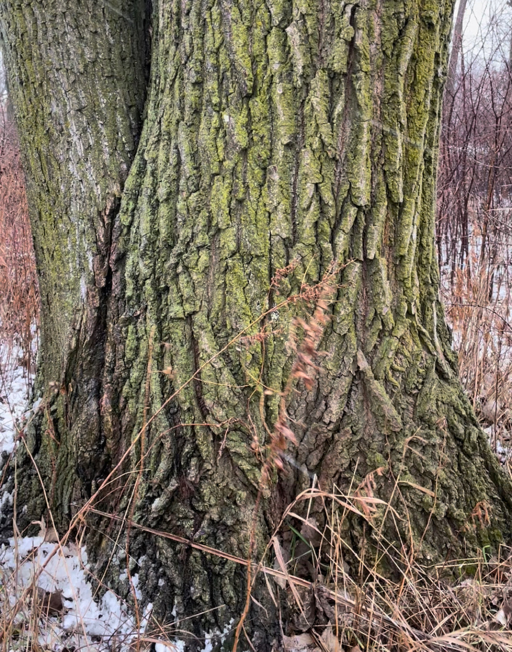 photo of an old tree trunk in winter